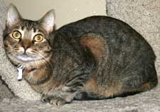 pet of the week tim a